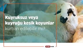 Kuyruksuz veya kuyruğu kesik koyunlar kurban edilebilir mi?