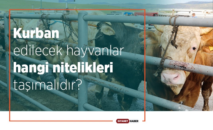 Kurban edilecek hayvanlar hangi nitelikleri taşımalıdır?