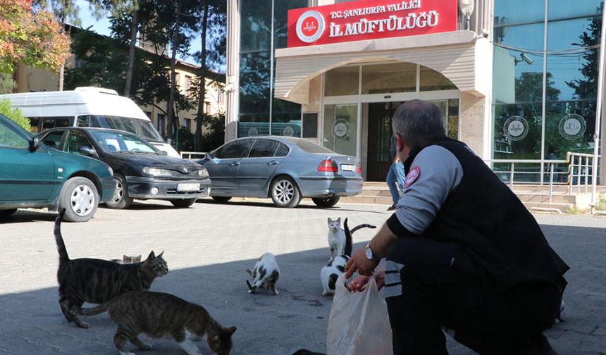 Müftülük bahçesi, onlarca kediye ev sahipliği yapıyor