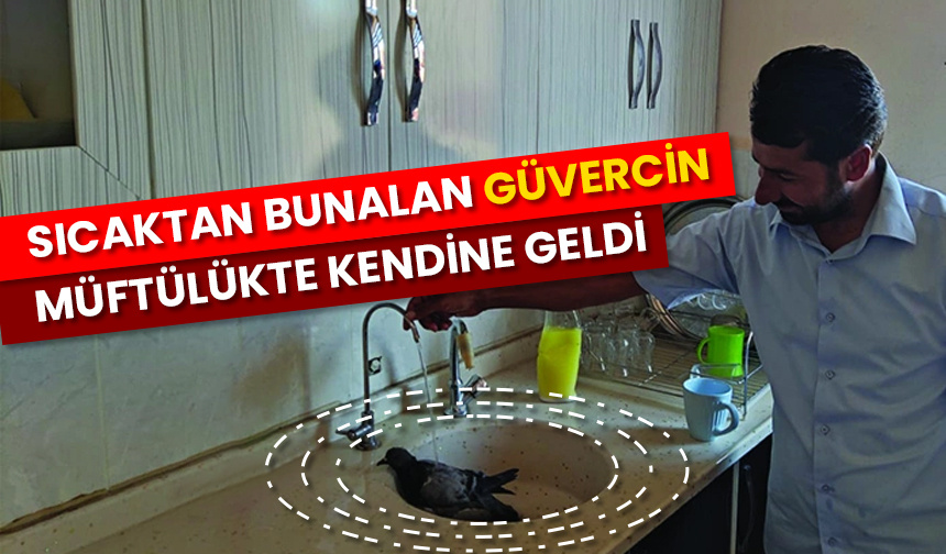 Sıcaktan bunalan güvercin müftülükte kendine geldi