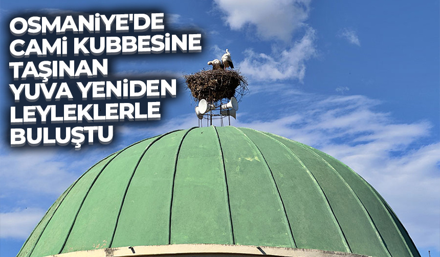Osmaniye’de cami kubbesine taşınan yuva yeniden leyleklerle buluştu
